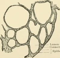 An illustration from Human physiology : prepared with special reference to students of medicine / by Joseph Howard Raymond. (1901)