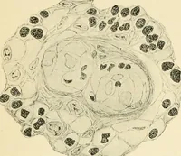 An illustration from Human physiology : prepared with special reference to students of medicine / by Joseph Howard Raymond. (1901)