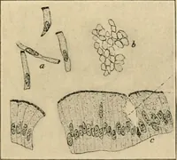 An illustration from Human physiology : prepared with special reference to students of medicine / by Joseph Howard Raymond. (1901)