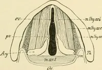 An illustration from Human physiology : prepared with special reference to students of medicine / by Joseph Howard Raymond. (1901)