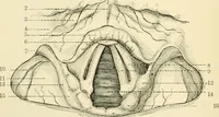 An illustration from Human physiology : prepared with special reference to students of medicine / by Joseph Howard Raymond. (1901)