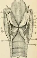 An illustration from Human physiology : prepared with special reference to students of medicine / by Joseph Howard Raymond. (1901)