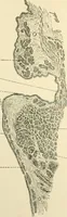 An illustration from Human physiology : prepared with special reference to students of medicine / by Joseph Howard Raymond. (1901)