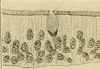 An illustration from Human physiology : prepared with special reference to students of medicine / by Joseph Howard Raymond. (1901)