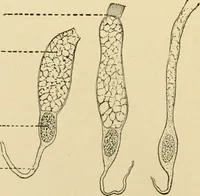 An illustration from Human physiology : prepared with special reference to students of medicine / by Joseph Howard Raymond. (1901)