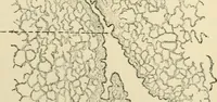 An illustration from Human physiology : prepared with special reference to students of medicine / by Joseph Howard Raymond. (1901)