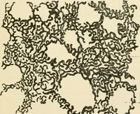 An illustration from Human physiology : prepared with special reference to students of medicine / by Joseph Howard Raymond. (1901)