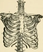 An illustration from Human physiology : prepared with special reference to students of medicine / by Joseph Howard Raymond. (1901)