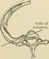 An illustration from Human physiology : prepared with special reference to students of medicine / by Joseph Howard Raymond. (1901)