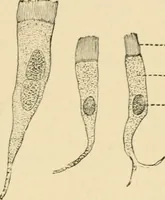 An illustration from Human physiology : prepared with special reference to students of medicine / by Joseph Howard Raymond. (1901)