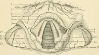 An illustration from Human physiology : prepared with special reference to students of medicine / by Joseph Howard Raymond. (1901)