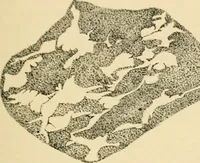 An illustration from Human physiology : prepared with special reference to students of medicine / by Joseph Howard Raymond. (1901)
