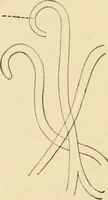 An illustration from Human physiology : prepared with special reference to students of medicine / by Joseph Howard Raymond. (1901)