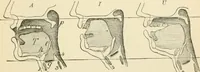 An illustration from Human physiology : prepared with special reference to students of medicine / by Joseph Howard Raymond. (1901)
