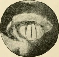 An illustration from Human physiology : prepared with special reference to students of medicine / by Joseph Howard Raymond. (1901)