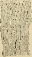 An illustration from Human physiology : prepared with special reference to students of medicine / by Joseph Howard Raymond. (1901)