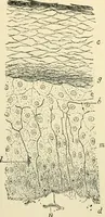 An illustration from Human physiology : prepared with special reference to students of medicine / by Joseph Howard Raymond. (1901)