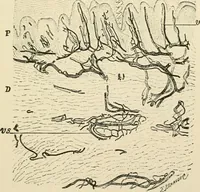 An illustration from Human physiology : prepared with special reference to students of medicine / by Joseph Howard Raymond. (1901)