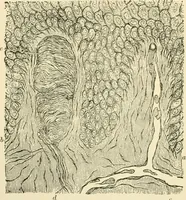 An illustration from Human physiology : prepared with special reference to students of medicine / by Joseph Howard Raymond. (1901)