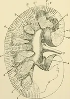 An illustration from Human physiology : prepared with special reference to students of medicine / by Joseph Howard Raymond. (1901)