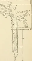 An illustration from Human physiology : prepared with special reference to students of medicine / by Joseph Howard Raymond. (1901)