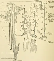 An illustration from Human physiology : prepared with special reference to students of medicine / by Joseph Howard Raymond. (1901)