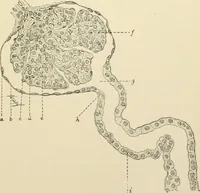 An illustration from Human physiology : prepared with special reference to students of medicine / by Joseph Howard Raymond. (1901)