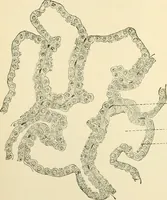 An illustration from Human physiology : prepared with special reference to students of medicine / by Joseph Howard Raymond. (1901)