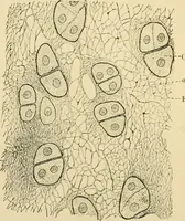 An illustration from Human physiology : prepared with special reference to students of medicine / by Joseph Howard Raymond. (1901)