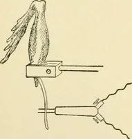 An illustration from Human physiology : prepared with special reference to students of medicine / by Joseph Howard Raymond. (1901)