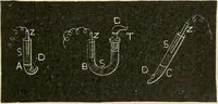 An illustration from Human physiology : prepared with special reference to students of medicine / by Joseph Howard Raymond. (1901)