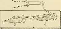 An illustration from Human physiology : prepared with special reference to students of medicine / by Joseph Howard Raymond. (1901)