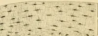 An illustration from Human physiology : prepared with special reference to students of medicine / by Joseph Howard Raymond. (1901)