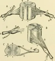 An illustration from Human physiology : prepared with special reference to students of medicine / by Joseph Howard Raymond. (1901)