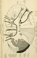 An illustration from Human physiology : prepared with special reference to students of medicine / by Joseph Howard Raymond. (1901)