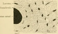 An illustration from Human physiology : prepared with special reference to students of medicine / by Joseph Howard Raymond. (1901)