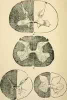 An illustration from Human physiology : prepared with special reference to students of medicine / by Joseph Howard Raymond. (1901)