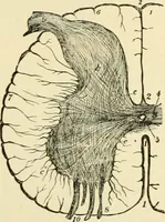 An illustration from Human physiology : prepared with special reference to students of medicine / by Joseph Howard Raymond. (1901)