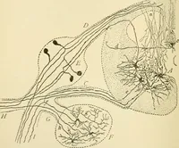 An illustration from Human physiology : prepared with special reference to students of medicine / by Joseph Howard Raymond. (1901)
