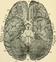 An illustration from Human physiology : prepared with special reference to students of medicine / by Joseph Howard Raymond. (1901)