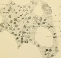 An illustration from Human physiology : prepared with special reference to students of medicine / by Joseph Howard Raymond. (1901)
