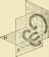 An illustration from Human physiology : prepared with special reference to students of medicine / by Joseph Howard Raymond. (1901)