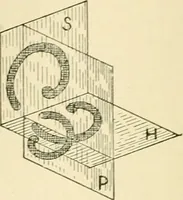 An illustration from Human physiology : prepared with special reference to students of medicine / by Joseph Howard Raymond. (1901)