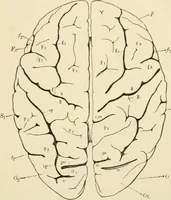 An illustration from Human physiology : prepared with special reference to students of medicine / by Joseph Howard Raymond. (1901)