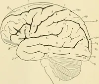 An illustration from Human physiology : prepared with special reference to students of medicine / by Joseph Howard Raymond. (1901)