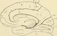 An illustration from Human physiology : prepared with special reference to students of medicine / by Joseph Howard Raymond. (1901)