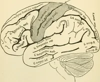 An illustration from Human physiology : prepared with special reference to students of medicine / by Joseph Howard Raymond. (1901)