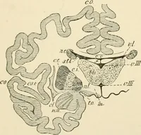 An illustration from Human physiology : prepared with special reference to students of medicine / by Joseph Howard Raymond. (1901)