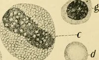An illustration from Human physiology : prepared with special reference to students of medicine / by Joseph Howard Raymond. (1901)