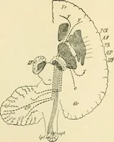 An illustration from Human physiology : prepared with special reference to students of medicine / by Joseph Howard Raymond. (1901)